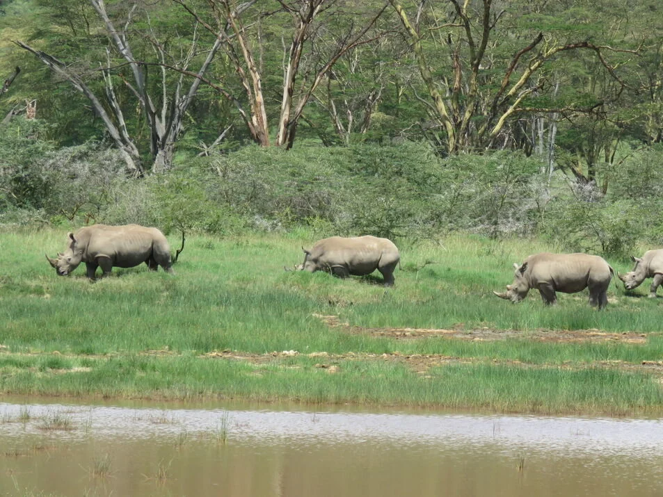 Lake Nakuru National Park Safari